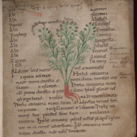 Figure 1. Illustration of “curmelle,” an unidentified species of Centaurea. Fol.1r from Oxford MS Bodley 130.