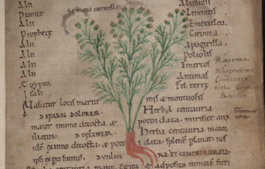Figure 1. Illustration of “curmelle,” an unidentified species of Centaurea. Fol.1r from Oxford MS Bodley 130.