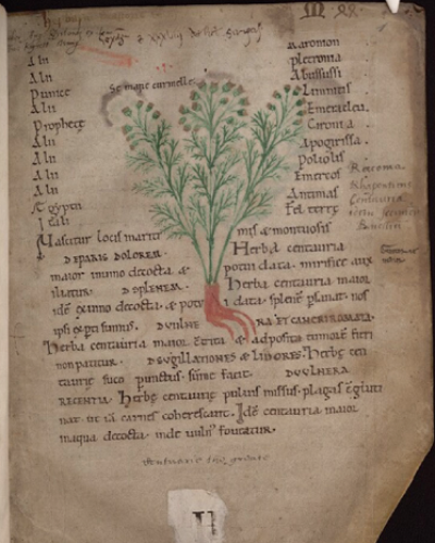 Figure 1. Illustration of “curmelle,” an unidentified species of Centaurea. Fol.1r from Oxford MS Bodley 130.